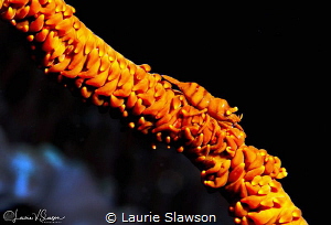 Shrimp on a coral whip/Photographed with a 60 mm macro le... by Laurie Slawson 